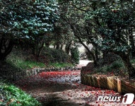 [포토]붉게 물든 광양 옥룡사지 동백나무 숲 