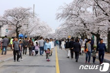 정읍 벚꽃축제 꽃샘 추위로 오는 7일까지 연장