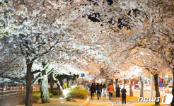 야간 벚꽃터널길을 걸어요...구미 금오산 벚꽃 축제