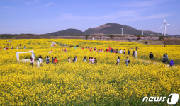 유채꽃 축제 개막한 서귀포 가시리