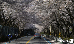섬진강 벚꽃길의 아름다운 자태