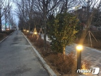 ‘천만그루 정원도시’ 전주 백제대로 가로숲 조성