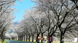 청도군 각북면 벚꽃길 걷는 여인들