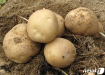 홍천군, 남면에 오륜감자 생산단지 5㏊ 조성
