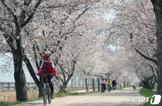 벚꽃 라이딩