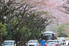 아름다운 꽃비