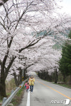 무주 설천면으로 벚꽃 구경 오세요…이번 주말 만개