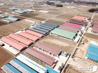 [르포]해도 해도 너무 합니다. 떠나고 싶습니다…축사와의 전쟁 철원군 