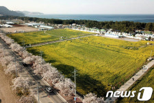봄 기운 넘실대는 삼척