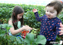 싱싱한 딸기 좋아요