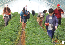 [화보]고령딸기 정말 맛있어요…대가야축제 딸기수확 체험