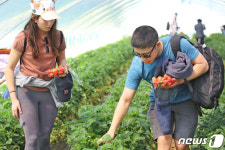 [화보]고령딸기 정말 맛있어요…대가야축제 딸기수확 체험