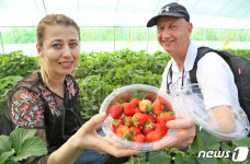 [화보]고령딸기 정말 맛있어요…대가야축제 딸기수확 체험