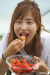 [화보]고령딸기 정말 맛있어요…대가야축제 딸기수확 체험