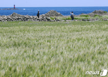 청보리 물결 일렁이는 제주 가파도