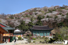 미세먼지 없는 파란 하늘과 산벚꽃