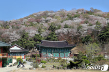 산벚꽃 핀 산사의 봄