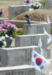 묘비 위에 앉은 까치