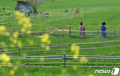 평화로운 기운 넘실대는 청보리밭