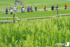 푸른 청보리 펼쳐진 고창 학원농장