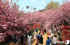 상춘객 몰린 전주 완산공원 꽃동산