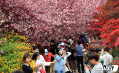 지금 봄꽃이 아름다운 이곳 완산공원 꽃동산