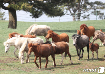 초지 즐기는 제주마