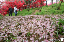 떨어진 사과꽃 즈려밟고