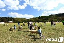 어린이날 연휴는 대관령 하늘목장에서…이벤트 풍성