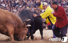 청도소싸움축제 5월16일 개막…전국서 200여마리 출전