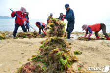 산더미 이룬 해초
