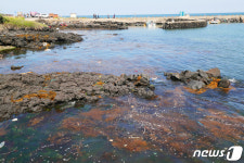 괭생이모자반 제주 해안 점령