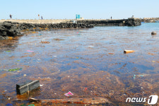 제주 해안으로 밀려든 괭생이모자반