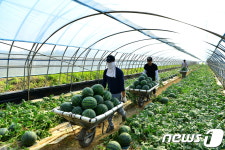 고창 여름 특산품 수박 이달부터 본격 출하