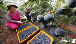 블루베리 수확해요