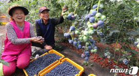 블루베리 수확은 즐거워