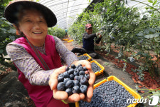 잘 익은 블루베리가 한가득