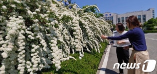 [풍경] 민원인 유혹하는 옥천읍사무소 조팝나무 꽃