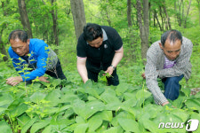 산나물 채취하는 진동계곡 주민들