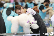 최고의 애견을 위해 도전하는 가위손