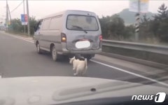개 매달고 운전, 압사해도 처벌 못하는 이상한 동물운송 관련법
