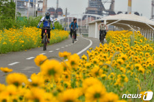 황화 코스모스 향기에 덮힌 형산강
