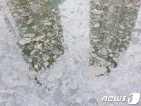 부산 도심 온천천에 시커먼 오염덩어리 둥둥…“이게 무슨 일”