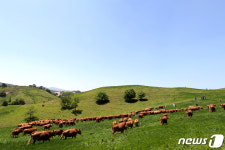맑은 하늘 아래 풀 뜯는 한우들