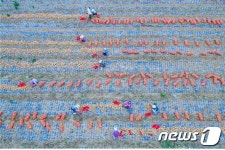 양파의 눈물 재현되나…출하 앞두고 거래 뚝 농민 울상
