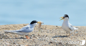 먹이로 전하는 쇠제비갈매기의 사랑