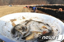 수입산 미꾸라지 원산지표시 위반 9개 업체 적발