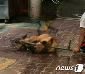 동물학대 온상지 구포개시장, 초복 전 폐업 …구청-상인들 합의