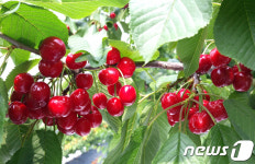 체리, 경주서 본격 출하…240여톤 수확 예정
