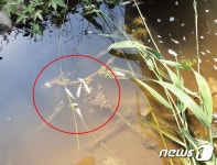 괴산 목장서 가축분뇨 무단배출…물고기 ‘떼죽음’